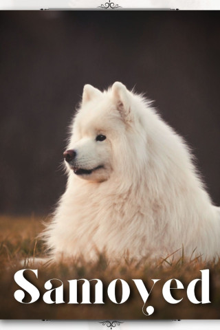 Samoyed