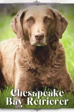 Chesapeake Bay Retriever
