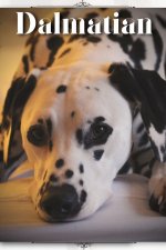Dalmatian