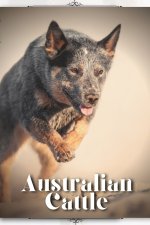 Australian Cattle