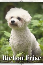Bichon Frise