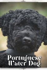 Portuguese Water Dog