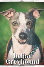 Italian Greyhound