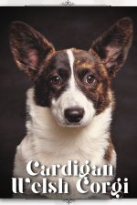 Cardigan Welsh Corgi