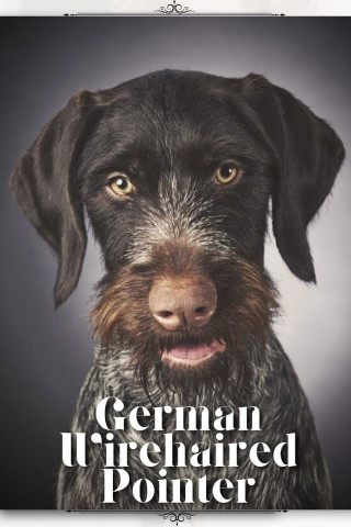 German Wirehaired Pointer