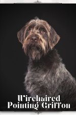 Wirehaired Pointing Griffon