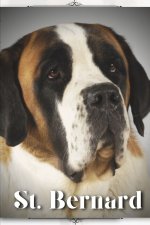 St. Bernard