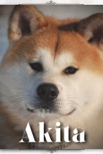 Akita