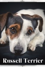 Russell Terrier