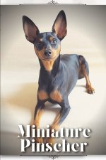 Miniature Pinscher