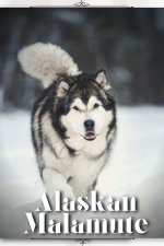 Alaskan Malamute