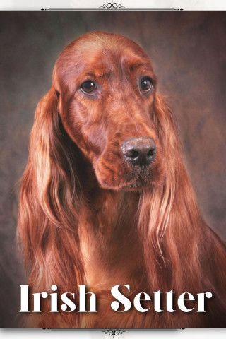Irish Setter