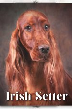 Irish Setter