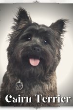 Cairn Terrier