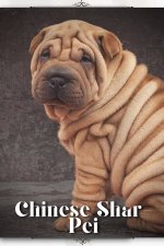 Chinese Shar-Pei