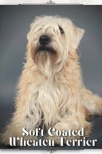 Soft Coated Wheaten Terrier