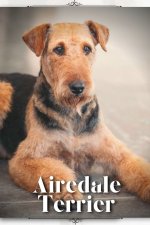 Airedale Terrier