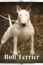 Bull Terrier