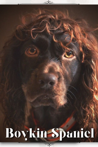 Boykin Spaniel