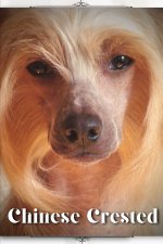 Chinese Crested