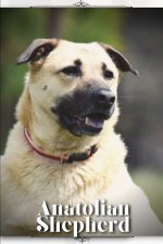 Anatolian Shepherd