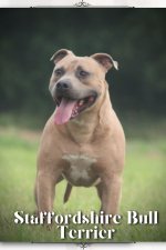 Staffordshire Bull Terrier