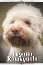 Lagotto Romagnolo