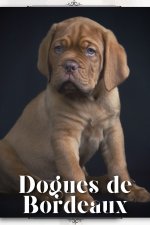 Dogues de Bordeaux