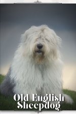 Old English Sheepdog