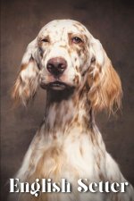 English Setter