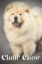 Chow Chow