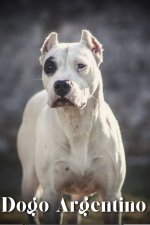Dogo Argentino