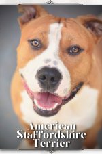 American Staffordshire Terrier