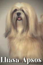 Lhasa Apsos