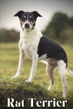 Rat Terrier