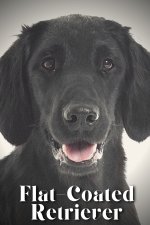 Flat-Coated Retriever