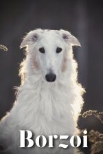 Borzoi
