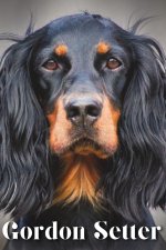 Gordon Setter