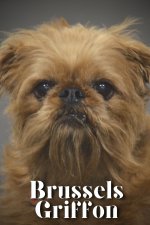 Brussels Griffon
