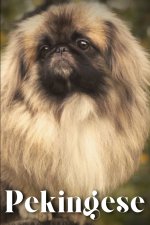 Pekingese