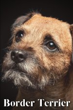 Border Terrier