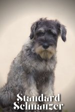 Standard Schnauzer