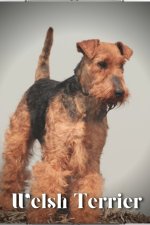 Welsh Terrier