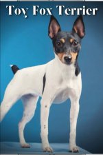 Toy Fox Terrier