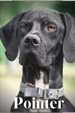 Pointer