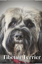 Tibetan Terrier