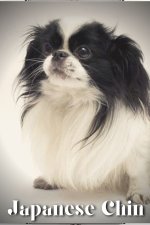 Japanese Chin