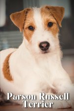 Parson Russell Terrier