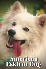 American Eskimo Dog