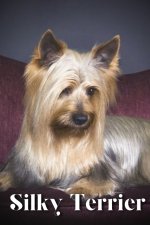 Silky Terrier